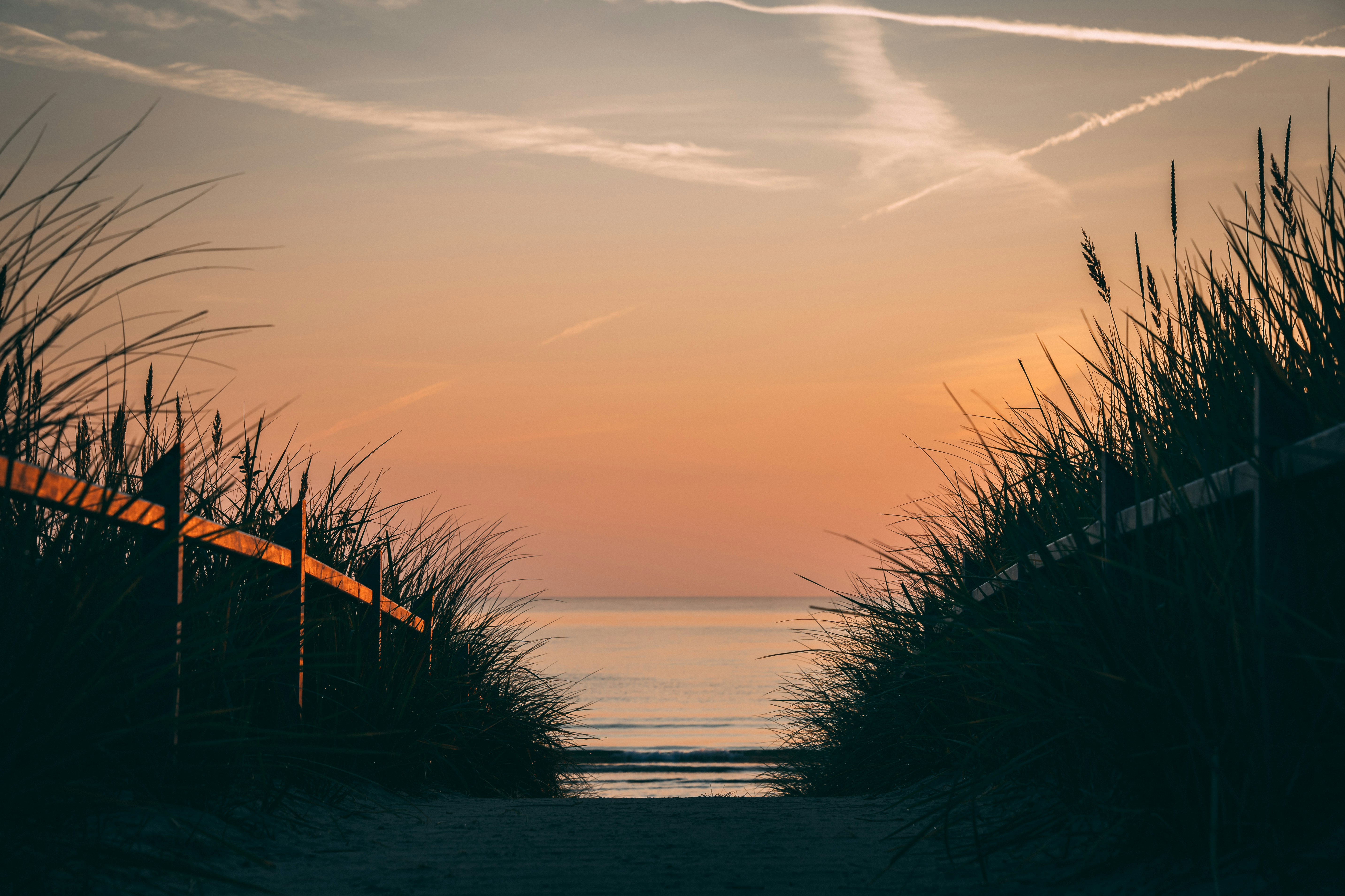 silhouette of grass on seashore during sunset